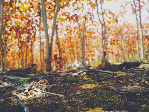 vegetation brown leafed trees forest