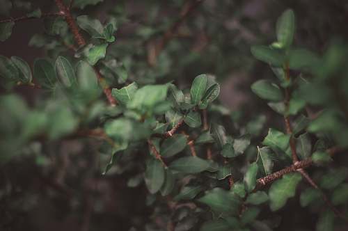plant close up photography of green leafed plants hortolândia