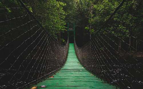 bridge green bridge forest