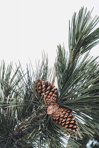 tree brown pine cones pine