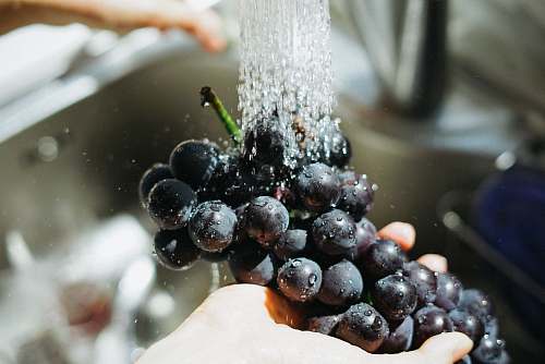food person washing purple grapes produce
