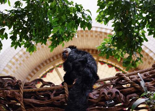 amsterdam black and brown monkey plush toy netherlands