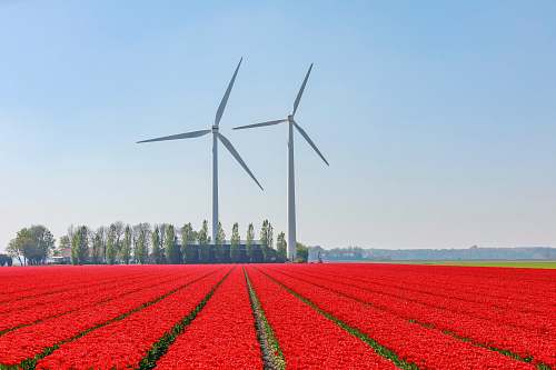 motor red flower field near wind turbines engine