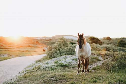 horse white and brown horse at grass field animal