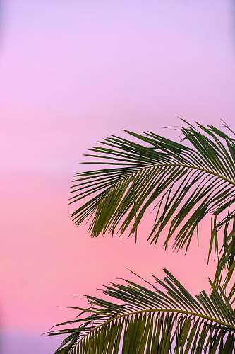  green palm plant 