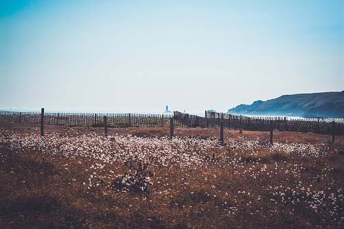 france landscape photography of bed of white flowers plant