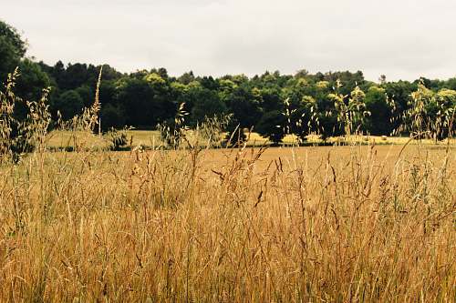 plant  field