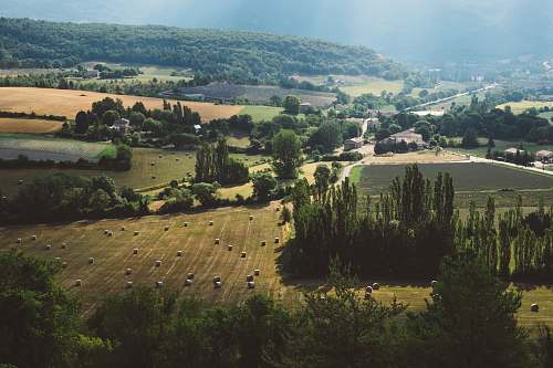 landscape aerial view of trees and farm trees