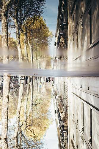 plant glassy wet sidewalk lined with trees tree