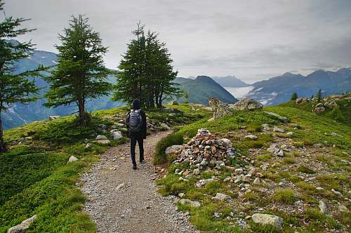 tree person wearing black leather backpack walking beside green leaf tree person
