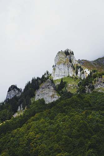 france forest in mountain seaweed