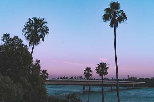tree palm trees near body of water during daytime arecaceae