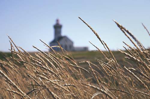 grass shallow focus photography of white church grain