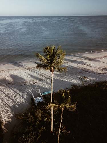 tropical green coconut tree nature