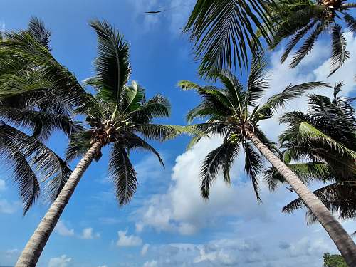 arecaceae green coconut tree under blue sky during daytime tropical