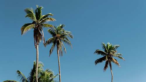 arecaceae green palm tree under blue sky during daytime palm tree