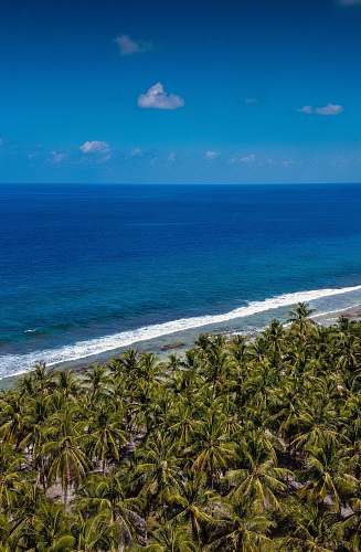 ocean green palm trees near sea during daytime nature