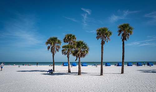 human palm trees on beach during daytime person