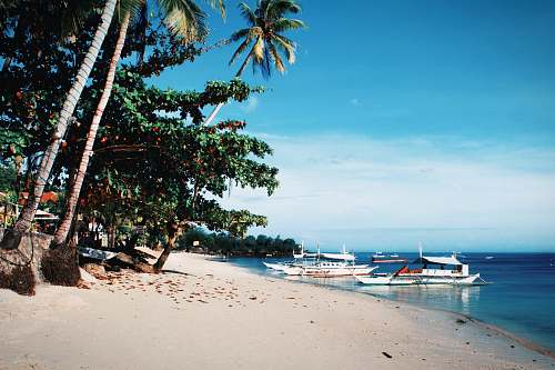 tropical people on beach during daytime nature