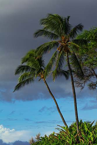 arecaceae two green coconut trees tropical
