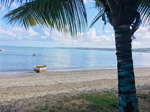 tree white and brown jon boat on beach during daytime boat