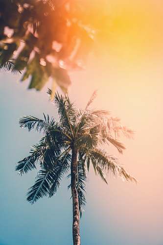 arecaceae photo of green palm trees palm tree