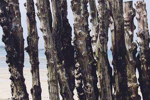 plant  tree