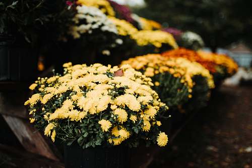 plant yellow flower jar