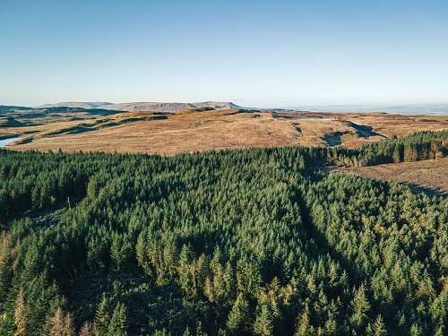 tree green trees on brown field under blue sky during daytime conifer