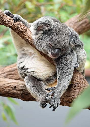 koala koala on bough wildlife