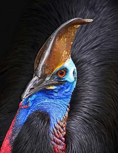 animal brown and blue bird bird