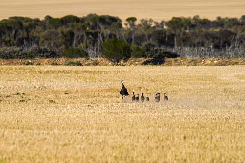 field emu with chicks on brown field during daytime perenjori