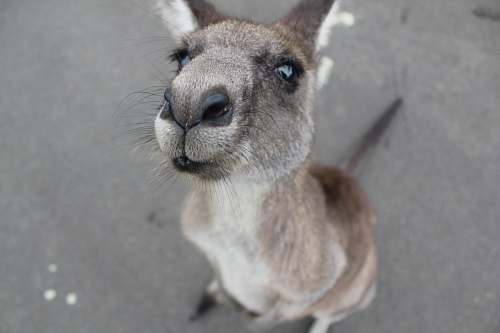 animal photo of gray kangaroo kangaroo