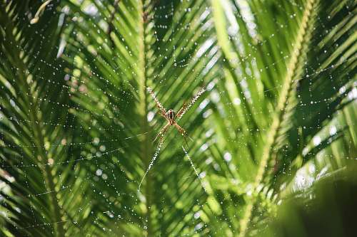 green selective focus photography of brown spider tree
