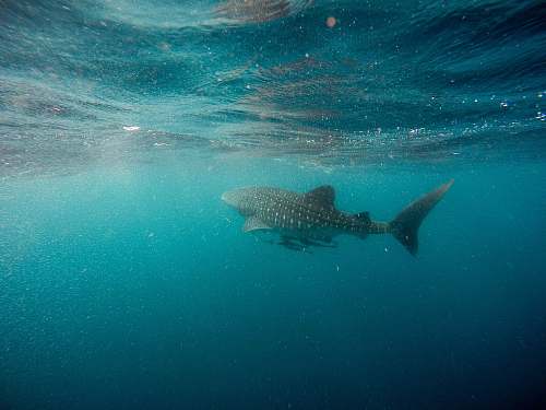 sea whale shark swimming underwater fish