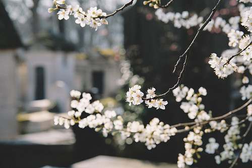 flora macro shot photography white flowers flower