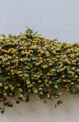 plant person taking photo of yellow flowers on wall orléans