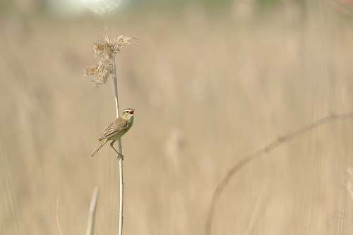 bird selective focus of bird on flower animal
