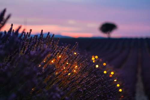 lavender selective photo of green leafed plants valensole