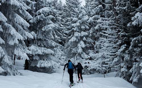 skiing two people skiing on snow near pinetrees snow