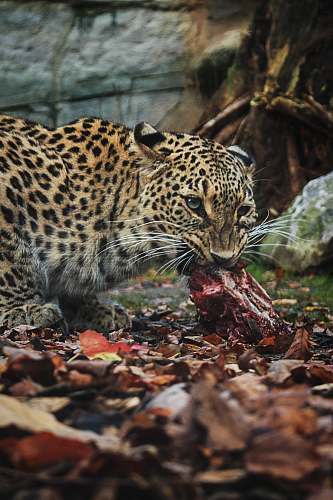 wildlife leopard eating raw meat animal