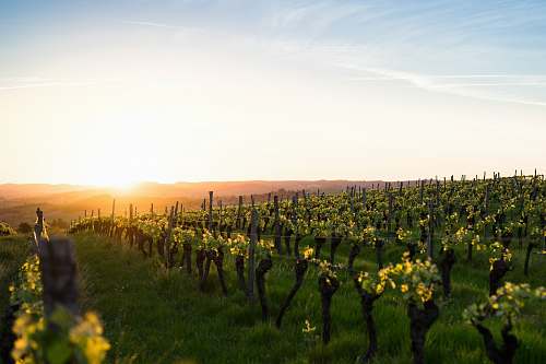 outdoors green grass field during golden hour vineyard