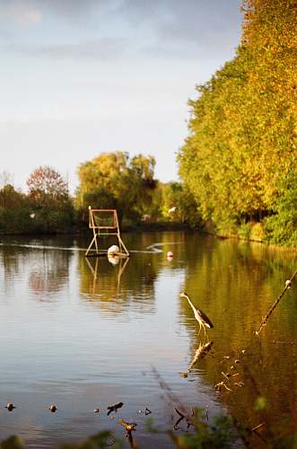 water reflection of trees beside body of water bird