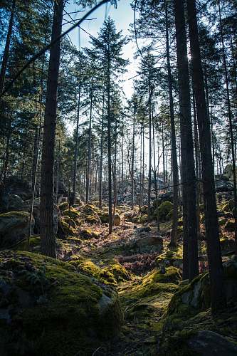 tree rocks surrounded by trees under clear blue sky forest