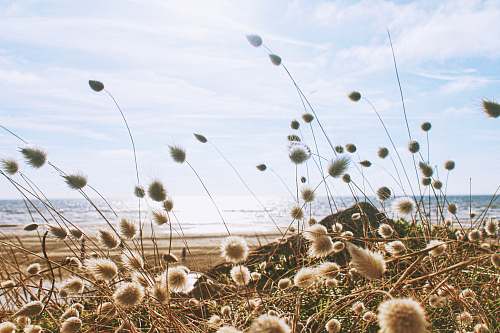 nature white flowers field near body of water under blue and white cloudy sky grass