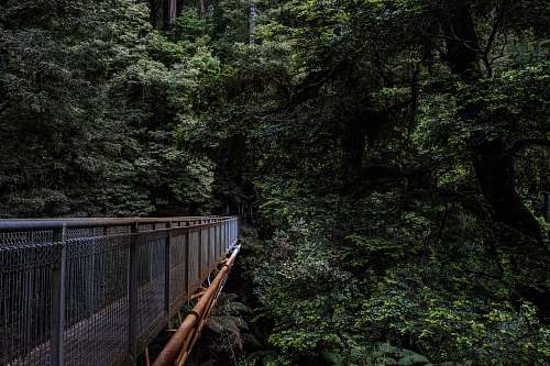 forest gray metal bridge surrounded with tress nature