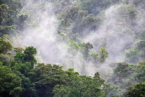 plant  rainforest