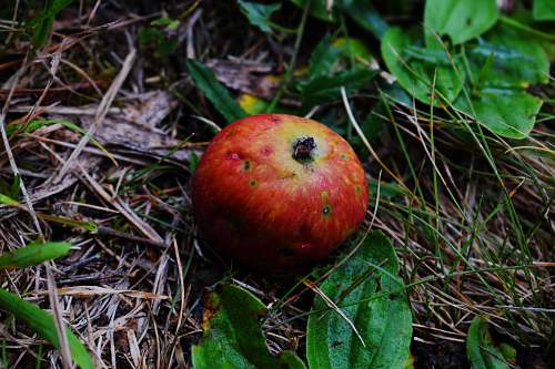 fruit red apple fruit on brown dried leaves food