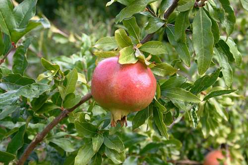 food red apple fruit on green leaves during daytime fruit