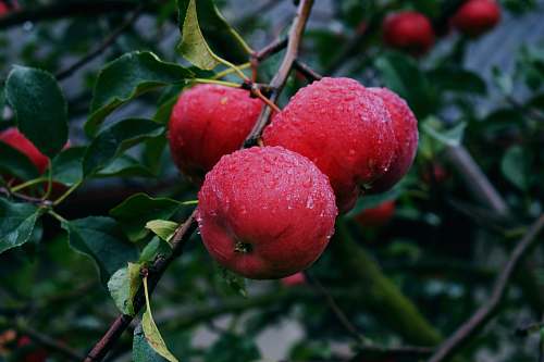 food red apple fruit on tree branch fruit